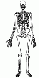 skeleton.gif